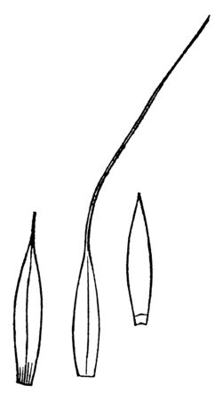 This picture showing spiked wood grass, this is blade of grass, leaves are thing and long the upper side of leaves are very thin, vintage line drawing or engraving illustration.のイラスト素材