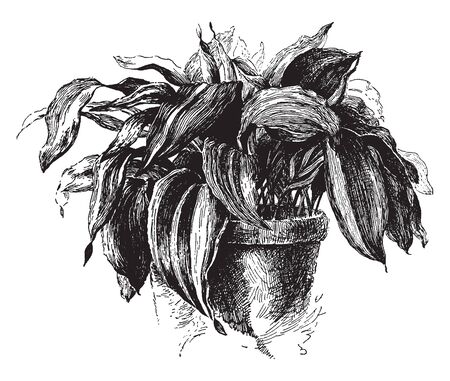 This plant is grown in the pot. The page size is long and long, and margins are thin, vintage line drawing or engraving illustration.のイラスト素材