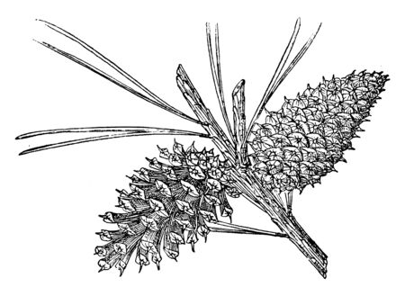 The pine cone of a Tamarack Pine tree, native to the Cascade Range, Sierra Nevada, and surrounding mountain ranges, vintage line drawing or engraving illustration.のイラスト素材
