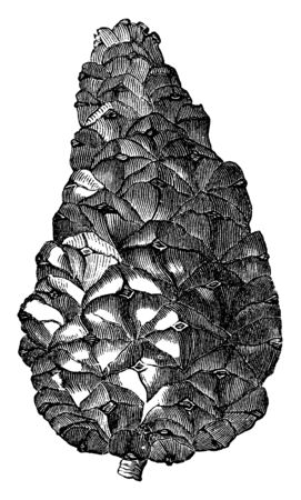 This picture shows a cone of Pinus Pyrenaica. The cones are pyramidal in shape, slightly curved and about two and a half inches long, vintage line drawing or engraving illustration.のイラスト素材