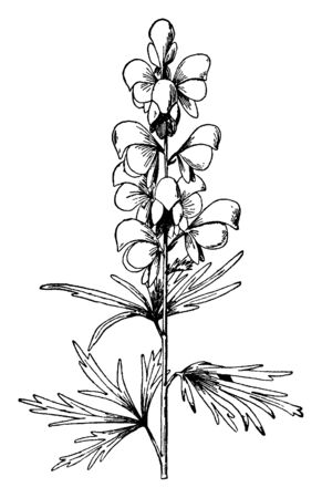 This is an image of Aconitum Napellus. They are flowering plant. These flowers are dark purple, vintage line drawing or engraving illustration.のイラスト素材