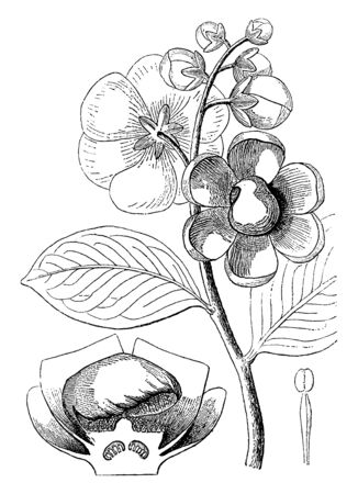 Lecythis is a flowering plant. The image showing bud, leaves, stamen and flower branch of this plant, vintage line drawing or engraving illustration.のイラスト素材