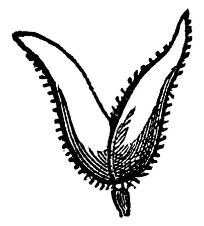 This picture is soft grass, leaves are small and outside of leaves soft and hairy and, there are lines on the bottom side of the leaves, vintage line drawing or engraving illustration.のイラスト素材
