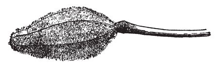 A picture is showing Pod of Garden Balsam. It belongs to Balsaminaceae family. This pod is explosive, vintage line drawing or engraving illustration.のイラスト素材