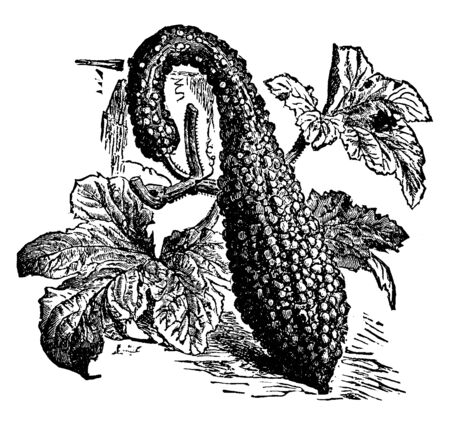This is a vegetable, the pumpkin is slightly bent on neck, and it is coarse out from the outside, vintage line drawing or engraving illustration.のイラスト素材