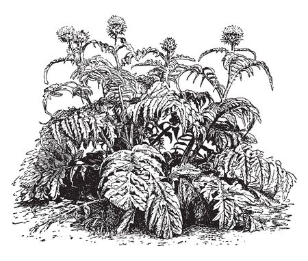 Globe Artichoke is growing to 4 feet tall and 4 feet wide. The fleshy flower buds grow 2 to 5 inches in diameter borne on a tall stem from the center of the plant, vintage line drawing or engraving illustration.のイラスト素材