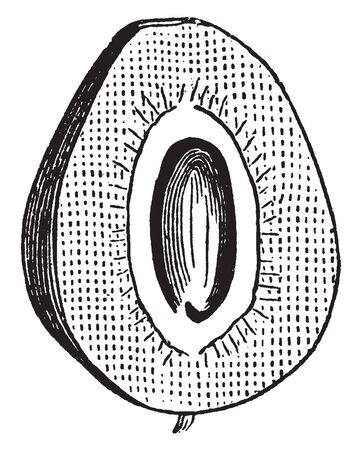Blackberry fruit develops from one ovary. Inside are pulps, ovary with a fleshy receptacle, vintage line drawing or engraving illustration.のイラスト素材
