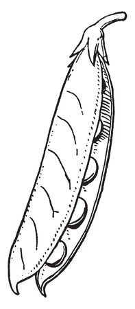 A picture showing Legume also called pod, fruit of plants in the pea family, vintage line drawing or engraving illustration.のイラスト素材
