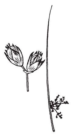 An illustration of the detached flowers or fruits manifest, it is the largest genus in the family Juncaceae and almost has 300 species, vintage line drawing or engraving illustration.のイラスト素材