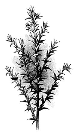 Russian thistle is a species of flowering plant in the Amaranthaceae family. The leaves blades are tiny and stalk less, vintage line drawing or engraving illustration.のイラスト素材