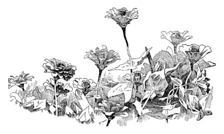 Zinnias are undemanding annuals that simply need full sun, warmth, and well-drained soil rich in organic matter. Plants belonging to the Zinnia genus, commonly cultivated for bright flowers, vintage line drawing or engraving illustration.のイラスト素材