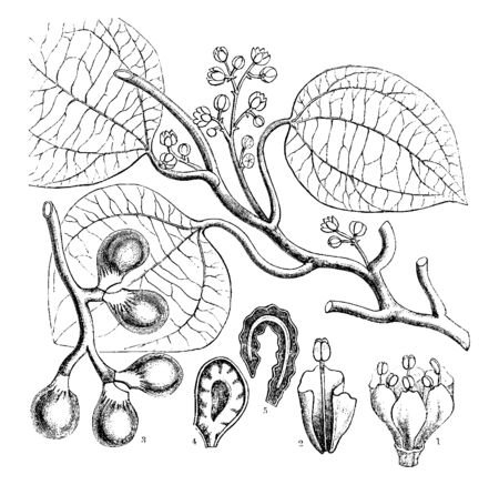 This picture is showing different parts of fruits, leaves & flowers, vintage line drawing or engraving illustration.のイラスト素材