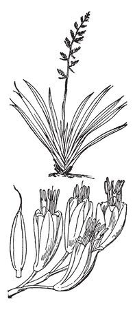 New Zealand Flax is a liliaceous plant bearing tough The two species are widely known in New Zealand as 'flax' and elsewhere as New Zealand flax or flax lily but are not related to flax, vintage line drawing or engraving illustration.のイラスト素材
