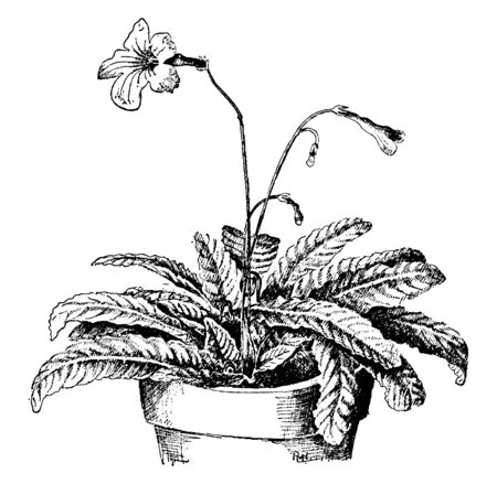 This pictures showing a streptocarpus rexii. This is from Gesneriaceae family. Each leaf grows separately from the base of the plant. The pedical is thin long. A plant growing into pot, vintage line drawing or engraving illustration.のイラスト素材