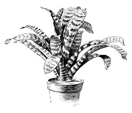 Picture shows the Vriesia Speciosa Plant. It is flowering plant and it belonging to the Bromeliaceae family. Leaves are dark green, having white strip over it, vintage line drawing or engraving illustration.のイラスト素材