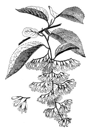 The common name of Halesia is silver bell or snowdrop tree. Halesia hispida flowers are white, vintage line drawing or engraving illustration.のイラスト素材
