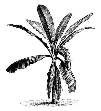 Picture shows the tree of a Musa Cavendishii. Musa is one of two or three genera in the family Musaceae. They grow as high as trees, and the "stem" is made up of the bases of the huge leaf stalks, vintage line drawing or engraving illustration.のイラスト素材