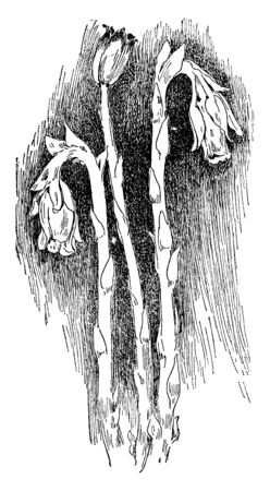 It is very different plant, it is white color plant, it is grown in shady woody places and it is also used for medicinal purposes, vintage line drawing or engraving illustration.のイラスト素材