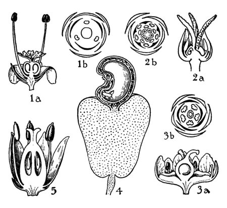 A picture is showing Orders of Empetraceae, Coriariaceae, Anacaridaceae, and Cyrillaceae. An explanation of the flowers of these orders: 1. Empetrum, 2. Coriaria, 3. Rhus, 4. Anacardium and 5. Cyrilla, vintage line drawing or engraving illustration.のイラスト素材