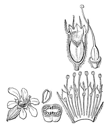 This is an image of flower's section of Purple Loosestrife. It has pink, purple or magenta flowers in dense spikes, vintage line drawing or engraving illustration.のイラスト素材