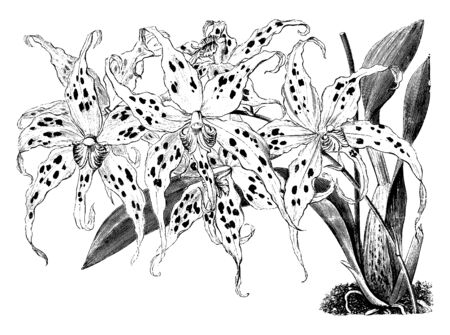 Plants bloom in the spring with wide flowers. Flowers are milk white with deep purplish violet dark spots on the sepals and petals. Sepals and petals are white, lip is white with a yellow patch, vintage line drawing or engraving illustration.のイラスト素材