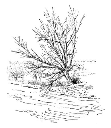 A picture showing a White Willow tree which is a large willow tree of Eurasia and North Africa having greyish Canescent leaves and grey bark, vintage line drawing or engraving illustration.のイラスト素材