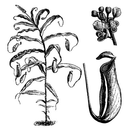 The images shows that portion of the flower with its main branch or complicated arrangement of branches on the top of it and this plant also known as "marvelous urn-shaped leaf" is found in Vietnam, vintage line drawing or engraving illustration.のイラスト素材