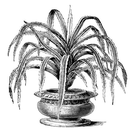A picture showing a Pandanus candelabrum. This is from Pandanaceae family. The common name of Pandanus is screw pine. The narrow leaves that are three to six feet in length, white spines on the edges, vintage line drawing or engraving illustration.のイラスト素材