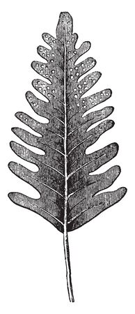 This is Fern Leaf. The green, photosynthetic part of the plant is technically a megaphyll and in ferns, it is often referred to as a frond. At Upper leaves have spores, vintage line drawing or engraving illustration.のイラスト素材