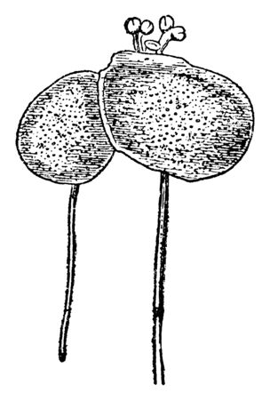Duckweed is a very small light green free-floating, seed bearing plant, vintage line drawing or engraving illustration.のイラスト素材