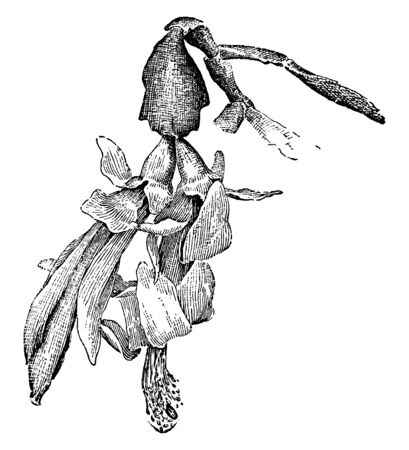 This is the image of Zygocactus Truncatus which are light red and pink, vintage line drawing or engraving illustration.のイラスト素材