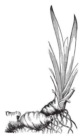 Erect and swords like leaves & Rootstocks of Iris plant, vintage line drawing or engraving illustration.のイラスト素材