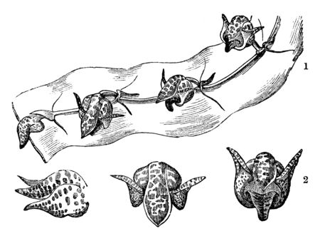 As shown in the picture, many flowers of Bulbophyllum bufo are engaged on twigs and it is in different stages, vintage line drawing or engraving illustration.のイラスト素材