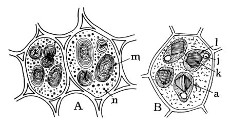 These are parts of seed of garden bean where n, aleurone grains; m, starch; B, cells from endosperm of castor bean; a, aleurone grains; l, ground substance; k, crystalloid; j, globoid, vintage line drawing or engraving illustration.のイラスト素材