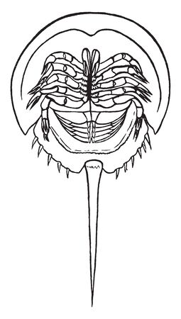 Horseshoe Crab represent an order called Xiphosura from the fact that the end of the abdomen is furnished with a long sword like spine, vintage line drawing or engraving illustration.のイラスト素材