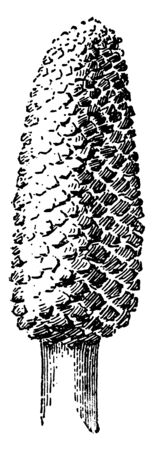 A picture is showing Zamia Floridana. This is a cycad, which belongs to Zamia family. It is one of the small cycads, vintage line drawing or engraving illustration.のイラスト素材