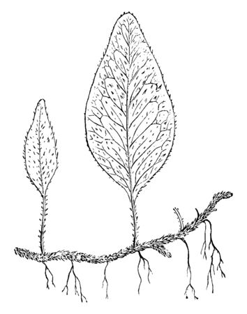This is a picture of Polypodium Piloselloides wide-creeping fern, whereas the barren ones are oblong, vintage line drawing or engraving illustration.のイラスト素材