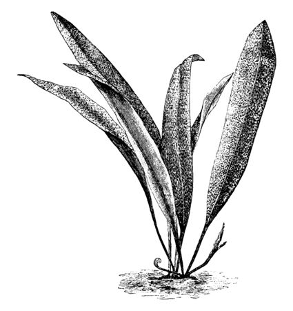 A picture is showing large plant of Polypodium Angustatum with greenish-white fronds that reaches up to one foot in height, vintage line drawing or engraving illustration.のイラスト素材