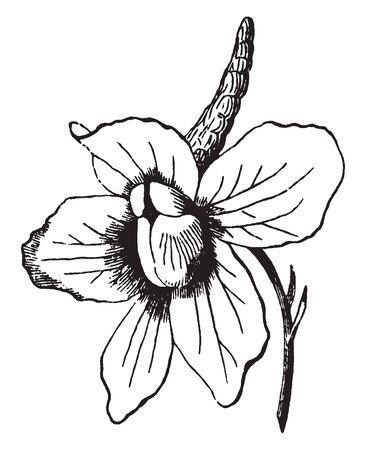 The colorful Larkspur blooms cover a spectrum from white to blue to violet, vintage line drawing or engraving illustration.のイラスト素材