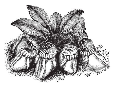 Cephalotus Follicularis is the only species in its entire family. It is known as Albany Pitcher Plant, vintage line drawing or engraving illustration.のイラスト素材