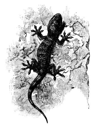 Tokay Gecko is a lizard in the Gekkonidae family of geckos, vintage line drawing or engraving illustration.のイラスト素材