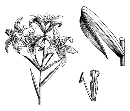 A picture showing flower branch, bud and leaf. They are parts of Lilium Concolor Pulchelium plant. The flower petals are faint spots, vintage line drawing or engraving illustration.のイラスト素材