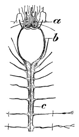 Scale Worm Nervous System in which cerebral ganglia connected by the esophageal ring, vintage line drawing or engraving illustration.のイラスト素材
