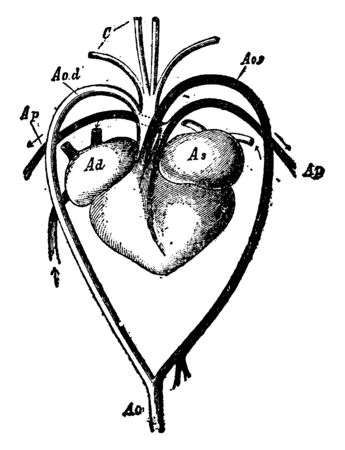 Heart and Blood Vessels of a Turtle has left arch of the aorta and dorsal aorta, vintage line drawing or engraving illustration.のイラスト素材