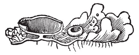 In this pictures apothecium is a wide, cup-shaped. It is sessile and fleshy, vintage line drawing or engraving illustration.のイラスト素材