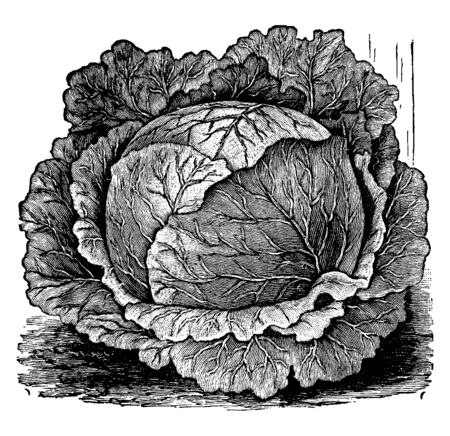 This is image of Rawson's Early Summer vegetables i.e. cabbage. It is large in size and green in colour. It is easy to grow, vintage line drawing or engraving illustration.のイラスト素材