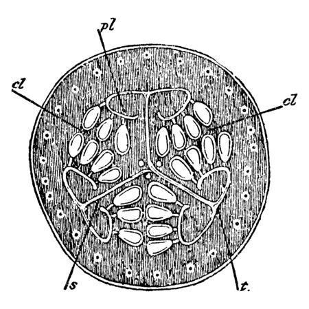 This picture belongs to the inside of the watermelon, in its cross-sectional view they have seeds associated and are from different substances, vintage line drawing or engraving illustration.のイラスト素材