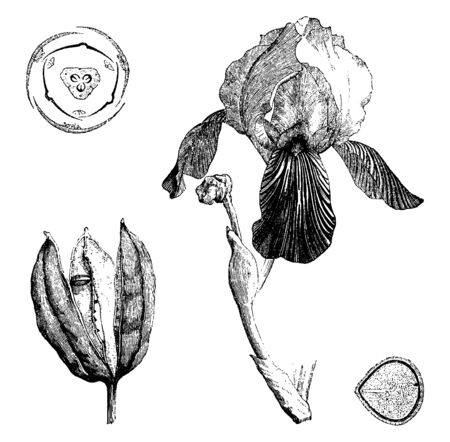 A picture showing the German Iris plant, flower, leaves & its fruit, vintage line drawing or engraving illustration.のイラスト素材