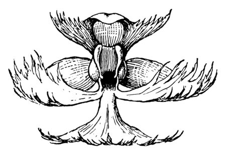 Picture is showing the Great Plains white fringed orchid native to North America, vintage line drawing or engraving illustration.のイラスト素材