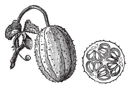 It is a thorny cucumber, there are seeds within this cucumber, they attach to stem, vintage line drawing or engraving illustration.のイラスト素材